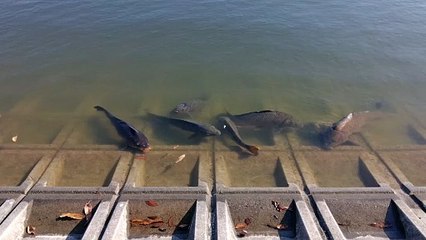 Explore Koyakike Park: A Hidden Gem in Japan