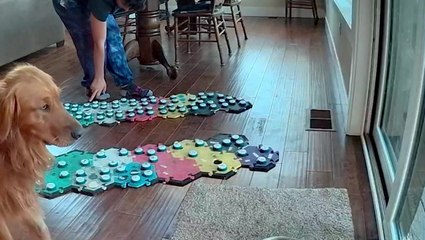 Watch: Woman teaches dog how to talk at the touch of a button