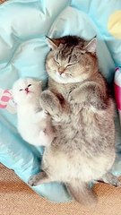 Cute Cats--_shorts