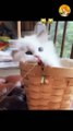 cute kitty playing | cute cat | cute kitten