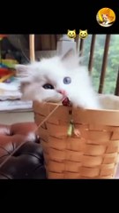 cute kitty playing | cute cat | cute kitten