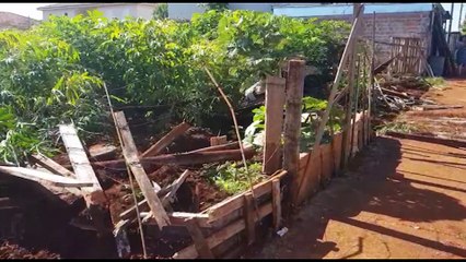 Construtora destrói plantação de mandioca mantida por morador no Riviera