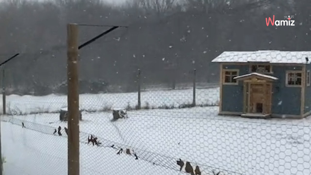Video: Temperatura a -27°. Un rifugio fa di tutto per aiutare i suoi 158 gatti salvati dall'eutanasia