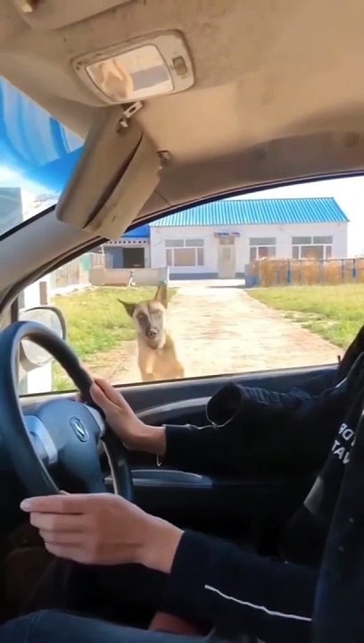 Try not to laugh Funny animals‖ #shorts  #funnyvideos