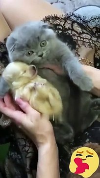 Hey one in a Million love cat Cute kitten hugs puppy #shorts #pets #cats #puppy #dog