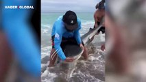 Oltaya takılan köpekbalığını kurtarmaya çalışırken korku dolu anlar yaşadılar
