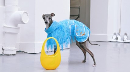 Pawsitively Fashionable: Meet Tika, a Dog With a Wardrobe Worth More Than Your Ride!