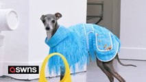 Pampered pooch has custom-made wardrobe of $20k designer clothes - and struts down runways all over the globe
