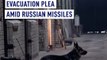 Kyiv wild animal evacuation plea amid Russian missiles