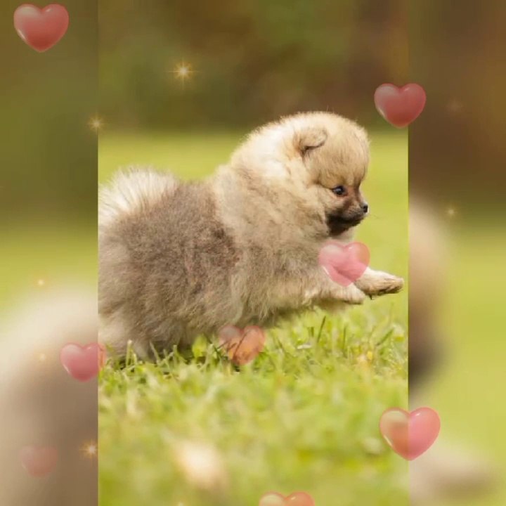Pomeranian