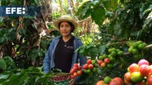 Caficultores de América Latina le apuestan a los cafés especiales para mejorar ventas y afrontar la