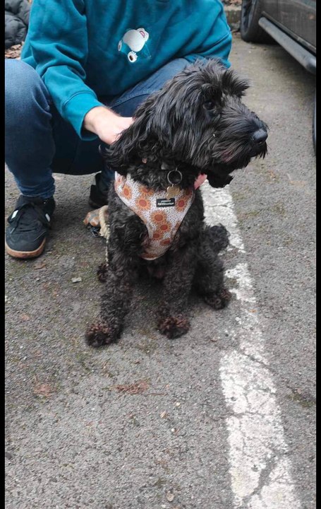 WATCH: Petrified Benny the Cockerpoo is rescued from busy rail lines in Sheffield