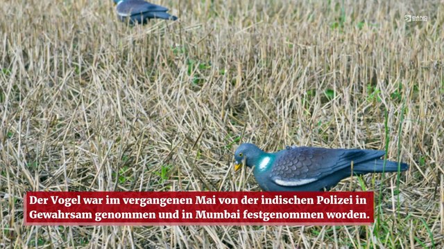 Eine der Spionage verdächtigte Taube wurde aus dem Gefängnis entlassen