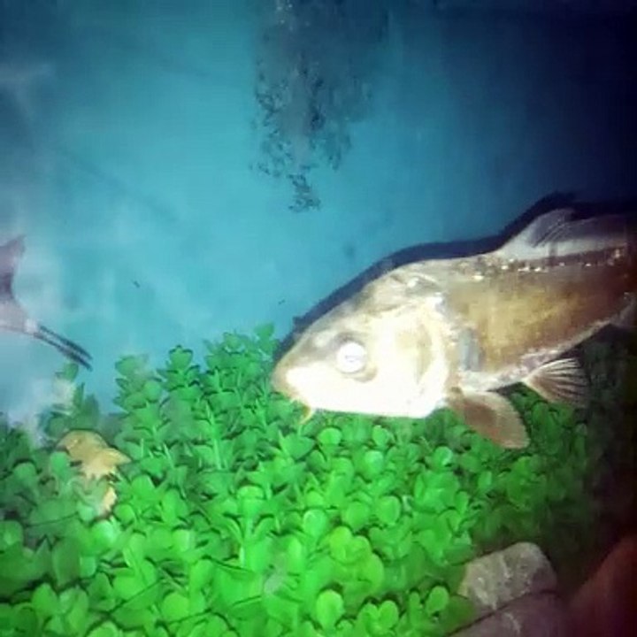Hanger aquarium