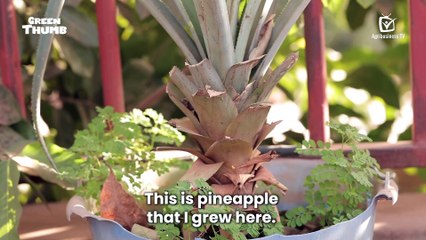 Green Thumb: An island of greenery at home