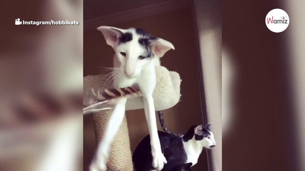 Seltsames Kätzchen hat Beine von einem anderen Planeten (Video)