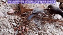 Birds fight | 4k nature birds | पक्षियों की लड़ाई | pakshiyon ki ladai