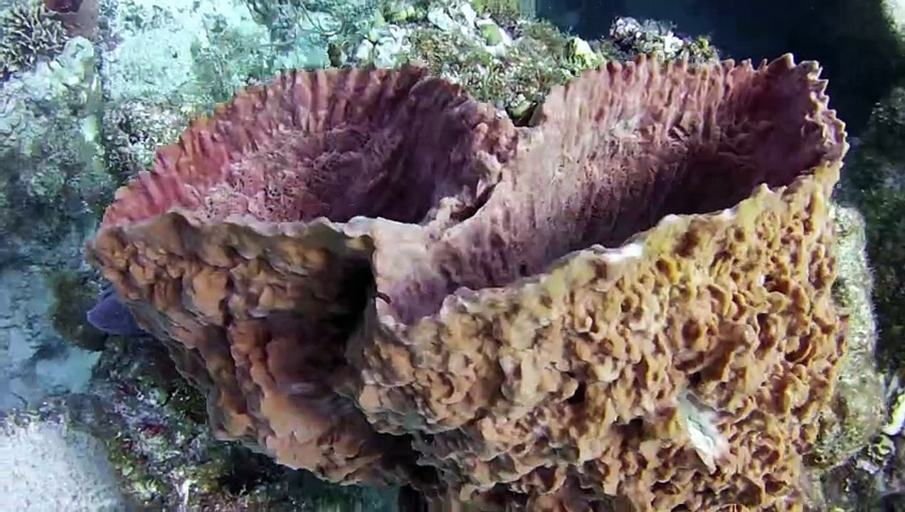 More reef fish from Cozumel