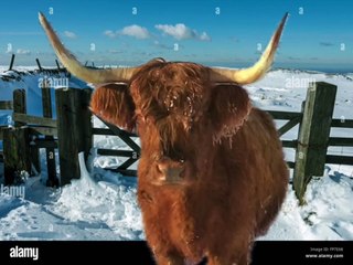 Jim Henson Dogs Xexuson - Real Life Dog Segment - Eric the Dog A Snow Woods Winter Sticks Jump