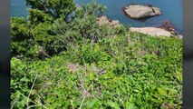 경남 거제시 무인도에서 희귀식물 '덩굴옻나무' 군락 발견 / YTN