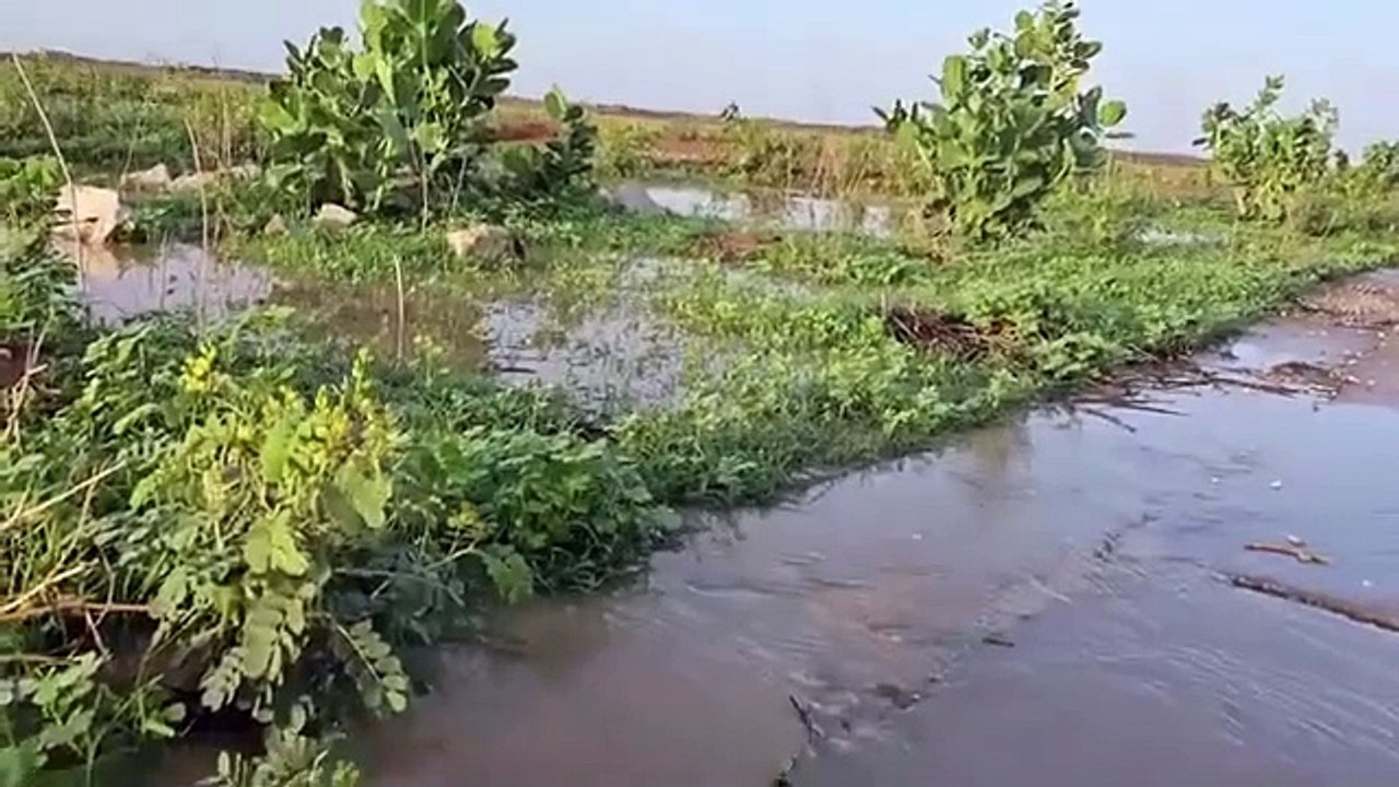 تيمياوين مروج خضراء صحراء الجزائر
