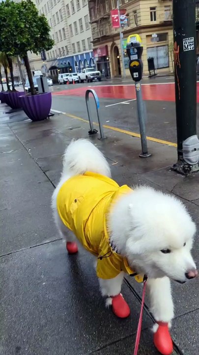 Dog Decked Out For Rainy Day Walk