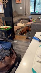 Zeus Loves His Tennis Ball