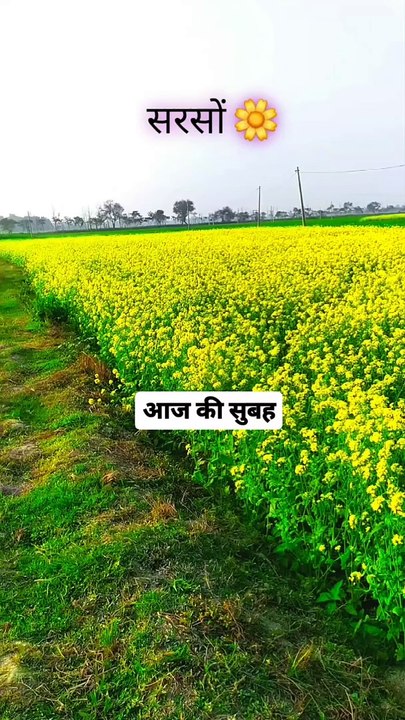 A Good Morning #a #viral #trending #good #morning