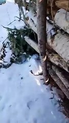 Scary Sounds in the Wilderness of Eastern Canada