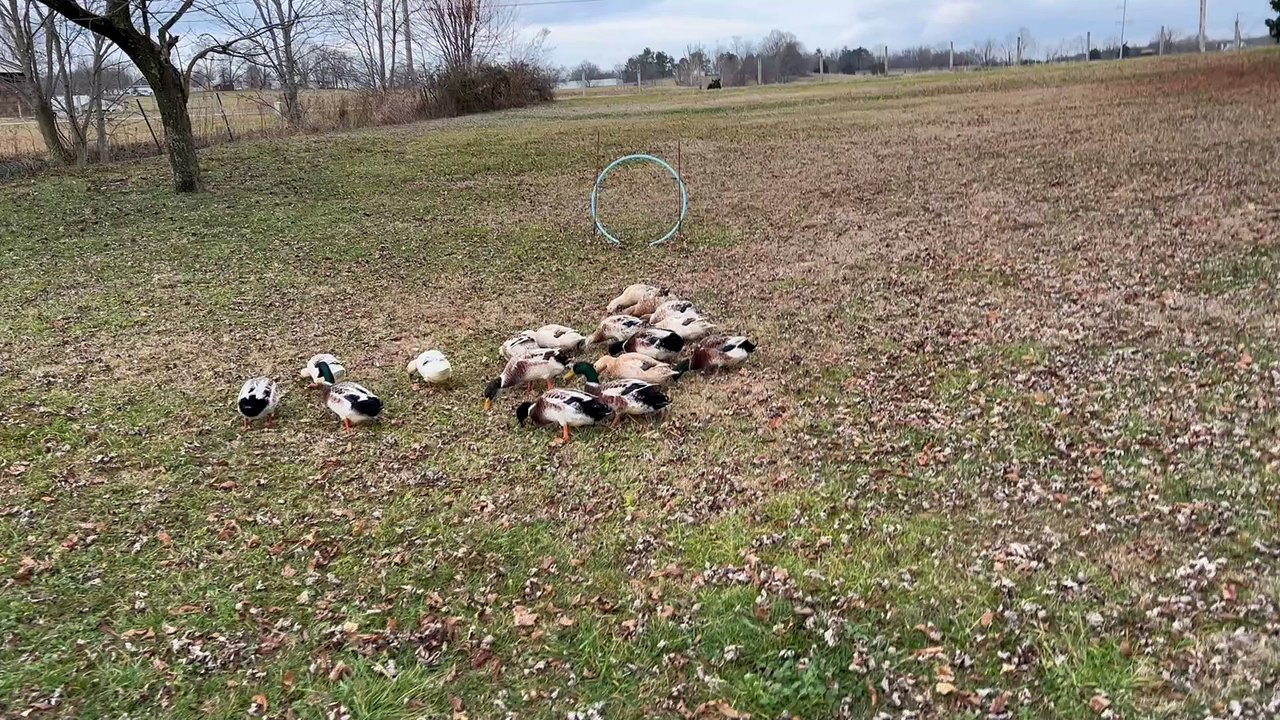 Border Collies Work Together To Herd Ducks