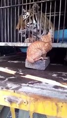 cat Cutest thing you'll see today