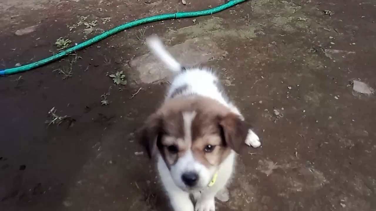 cute dog#cute#gemoy