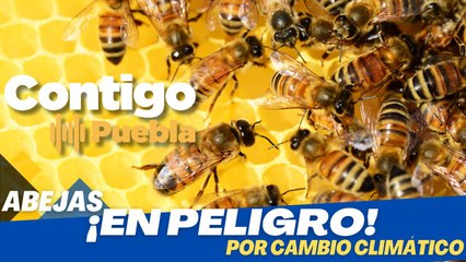Abejas ¡EN PELIGRO! por cambio climático