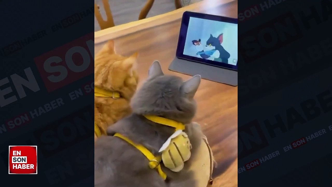 Dikkatle Tom ve Jerry izleyen kediler - Dailymotion Video