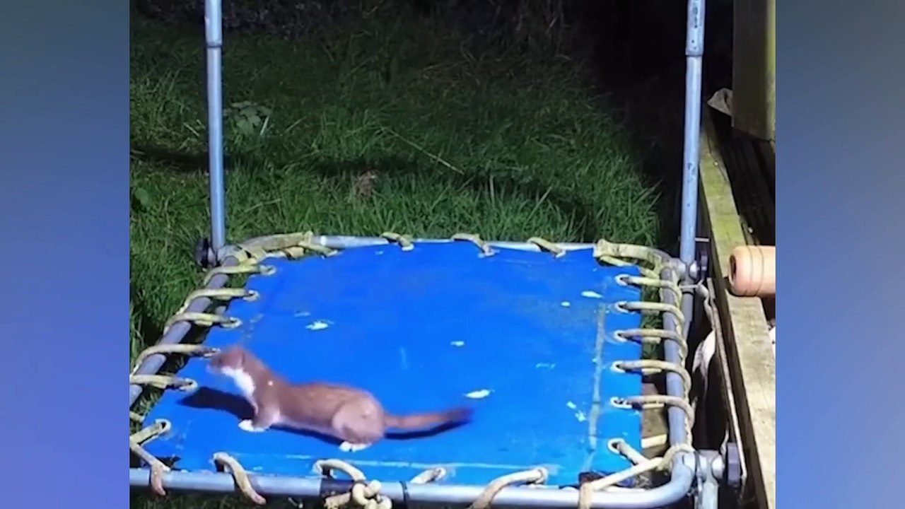 20 Minutes Of Funniest Animals 2023  Best Dogs Videos _Full-HD