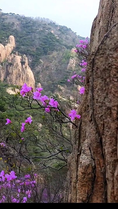 the Beauty of Earth shorts 7