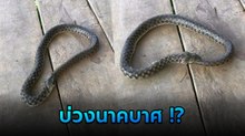 งูกินหางตัวเอง เรื่องแปลกแต่จริง หลายคนอาจไม่เคยเห็น