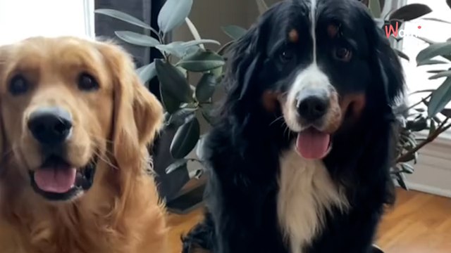 Deux chiens meilleurs amis doivent se séparer : cinq mois plus tard, les retrouvailles provoquent l’émotion des internautes