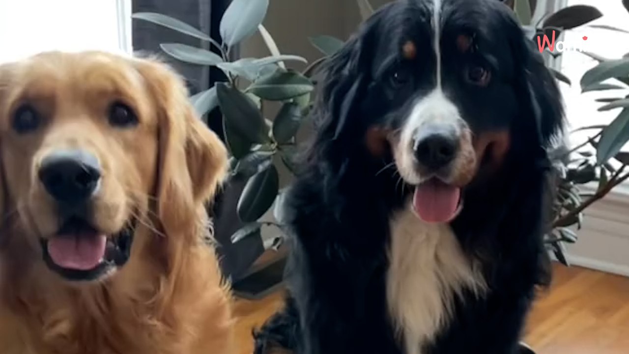 Deux chiens meilleurs amis doivent se séparer : cinq mois plus tard, les retrouvailles provoquent l’émotion des internautes