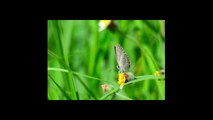 Al-Humazah (The Slanderer) سورة الهمزة in English translation