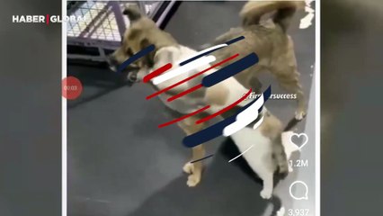 Kaybolan köpeğin eve geri döndüğünü gören kedi ona sarılıp öpmelere doyamadı!