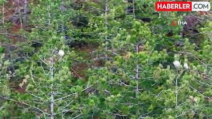 Ormanlarda 'çam kese böceği' tehlikesi