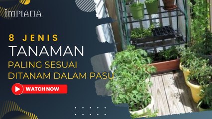 8 Jenis Tanaman Paling Sesuai Ditanam Di Dalam Pasu
