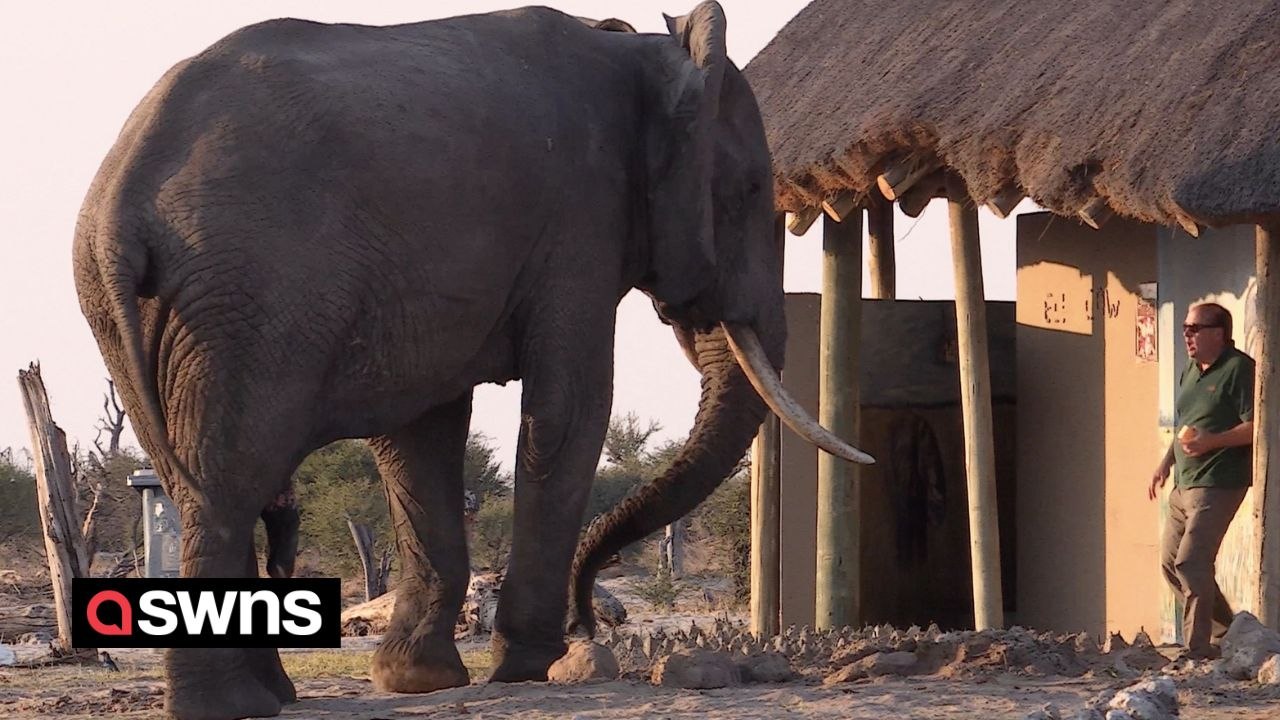 Camper gets "huge fright" as he comes face-to-face with massive elephant while leaving toilet block