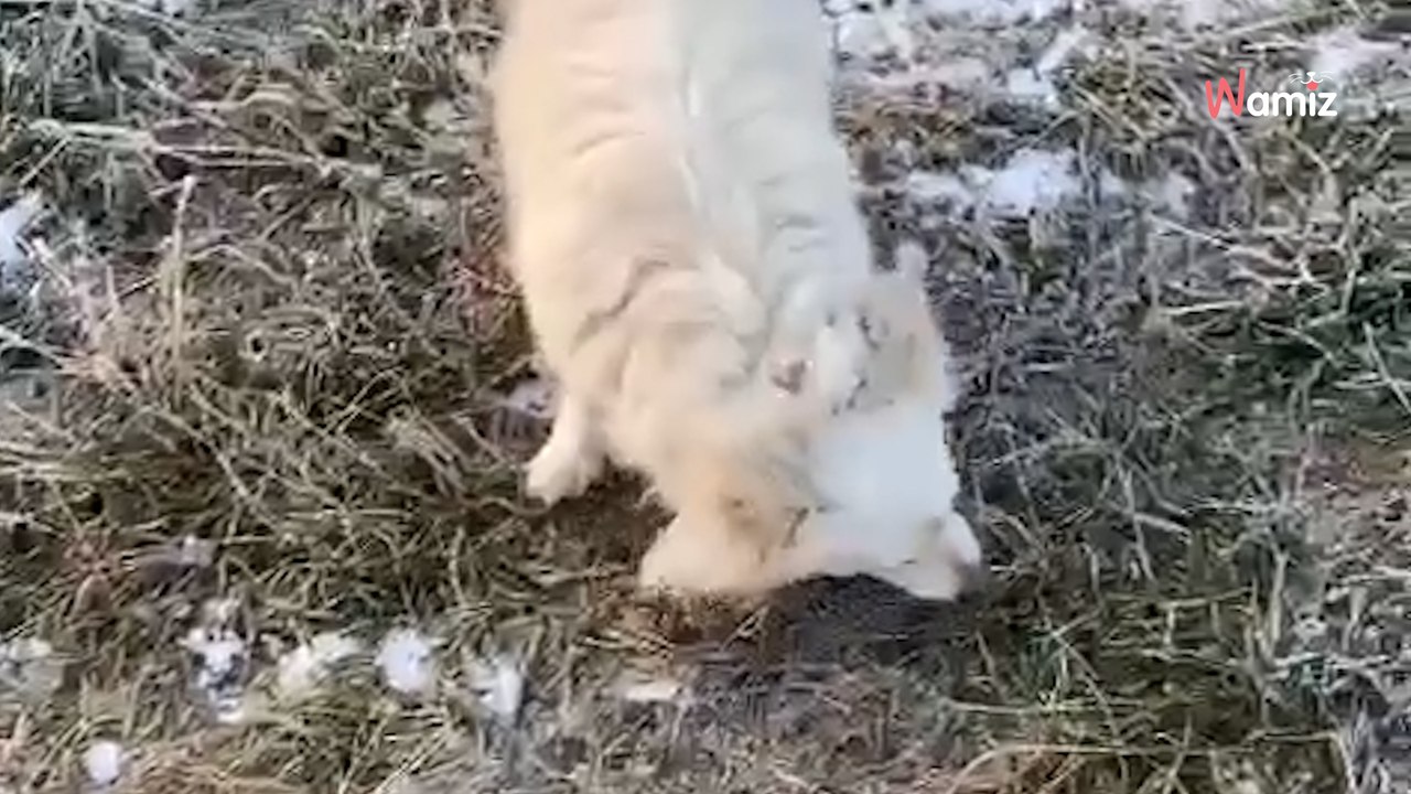 Très sensible, cette petite chienne cherche une famille compréhensive qui saura l'aider à se détendre