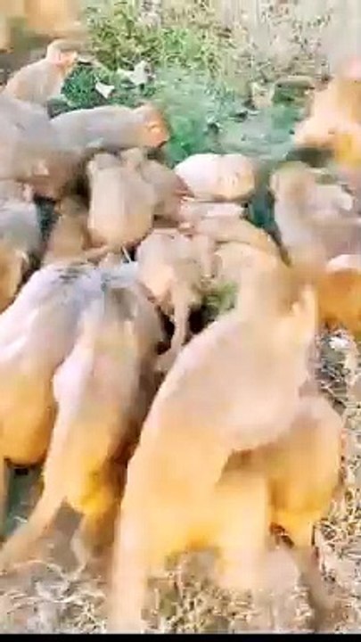 monkey shorts, Funny Mankey Moments, Mankey Video, Bandar Shorts, Trending Animals Video, Trending Video#Mankeyvideo#Funnymankey#Animals#Padanimals