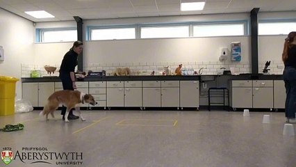 Scent training can help improve pet dogs behaviour
