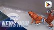 Scores of Harlequin Dart Frogs seized at Bogota Airport