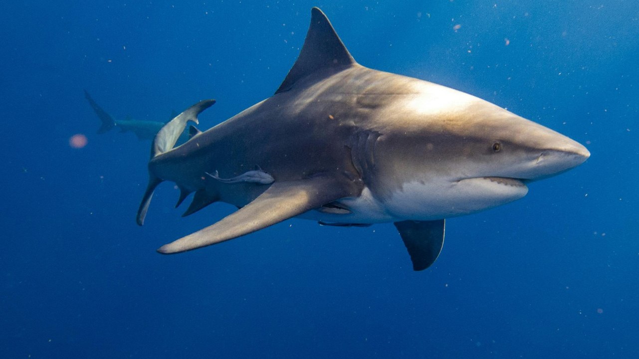 Erster Haiangriff im Hafen von Sydney seit Jahren