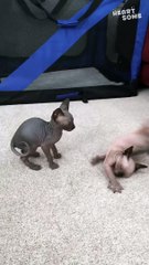 Joyful Moments with Sphynx Kittens | Cuteness Overload! | Heartsome 